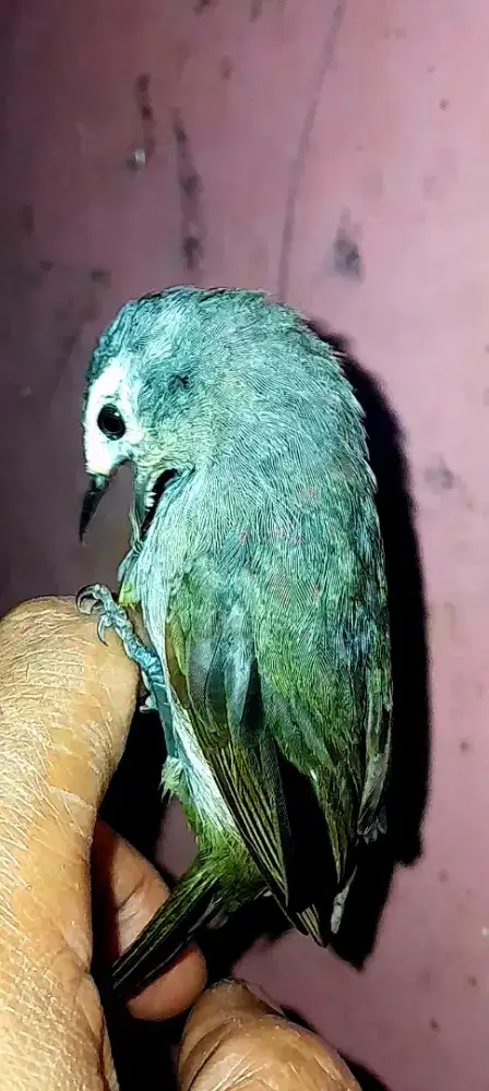 BURUNG CAK JEMPOL JINAK GACOR CETREKAN NGEROBIN