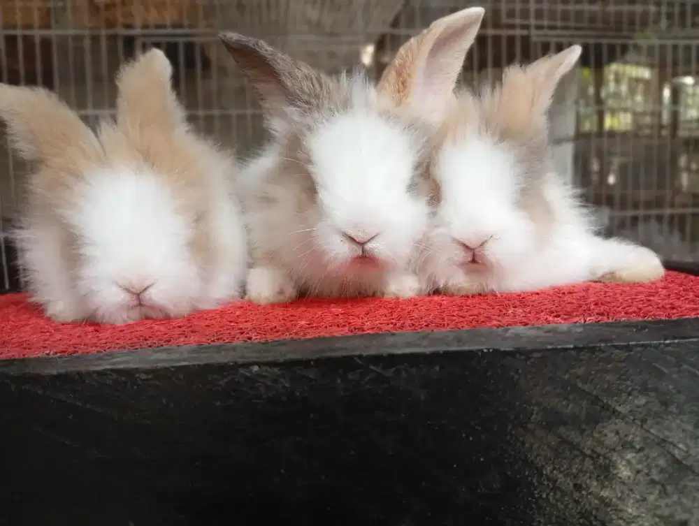 Kelinci hias bulu panjang