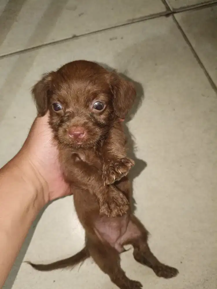 Jenis dachshund mini