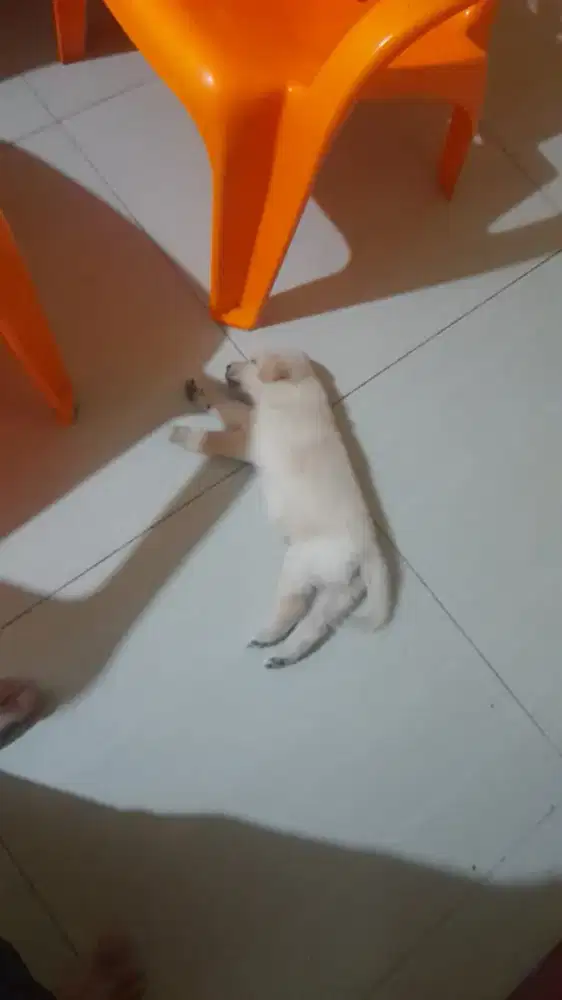 anjing golden mix Labrador harga 800 nego tinggal 1 terakhir jantan
