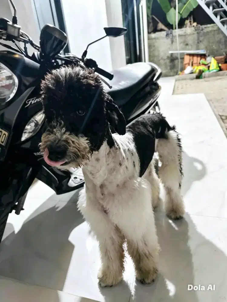 Giant poodle jantan murah