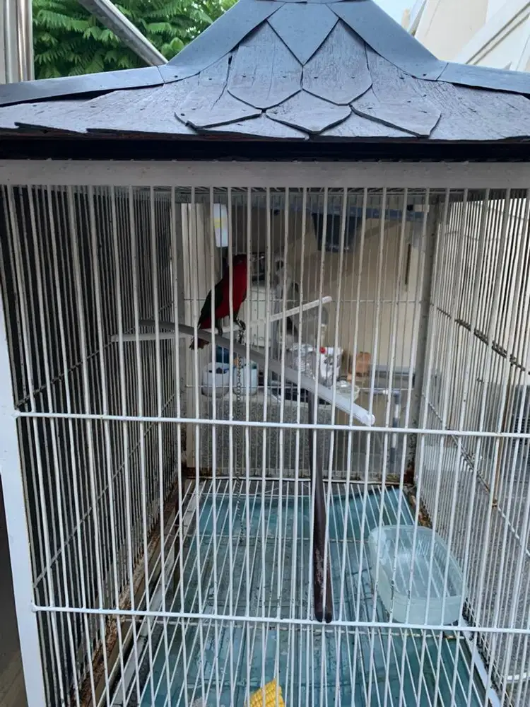 Burung ternate gacor jinak .