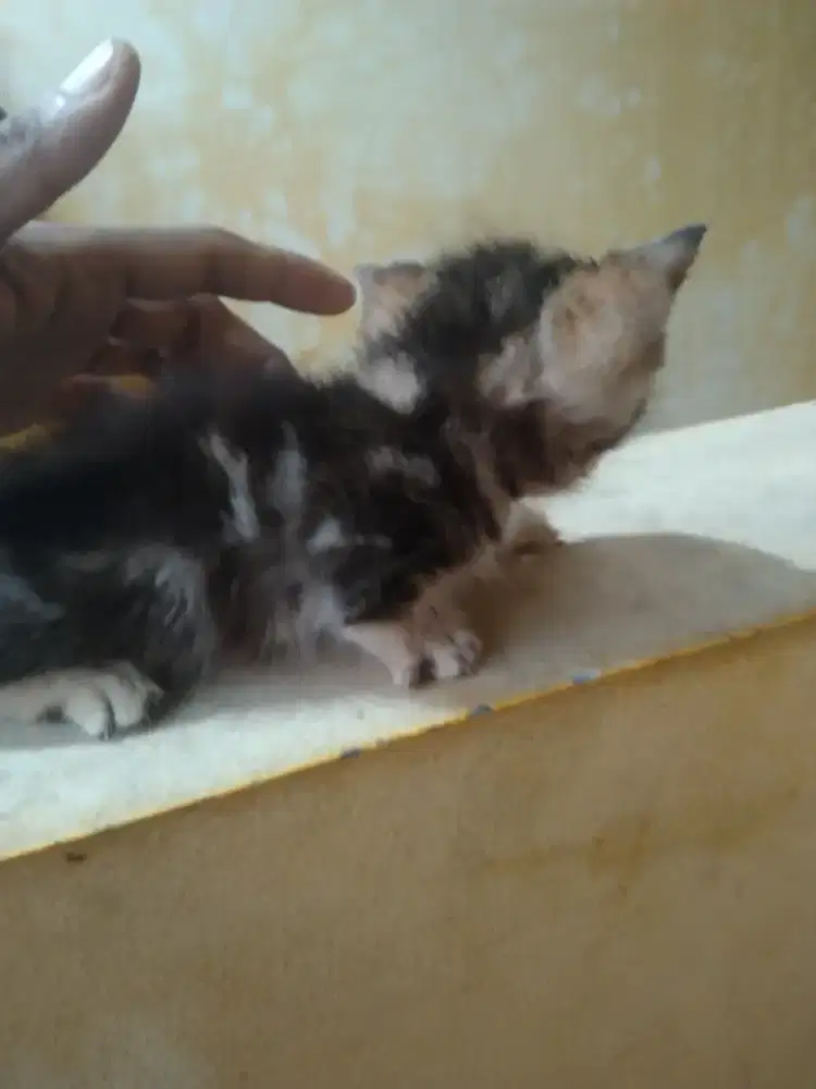 Munchkin /kaki bogel jantan usia 1,5 bulan sudah mandiri