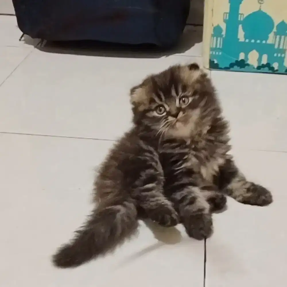 Kitten Scotish Fold long hair