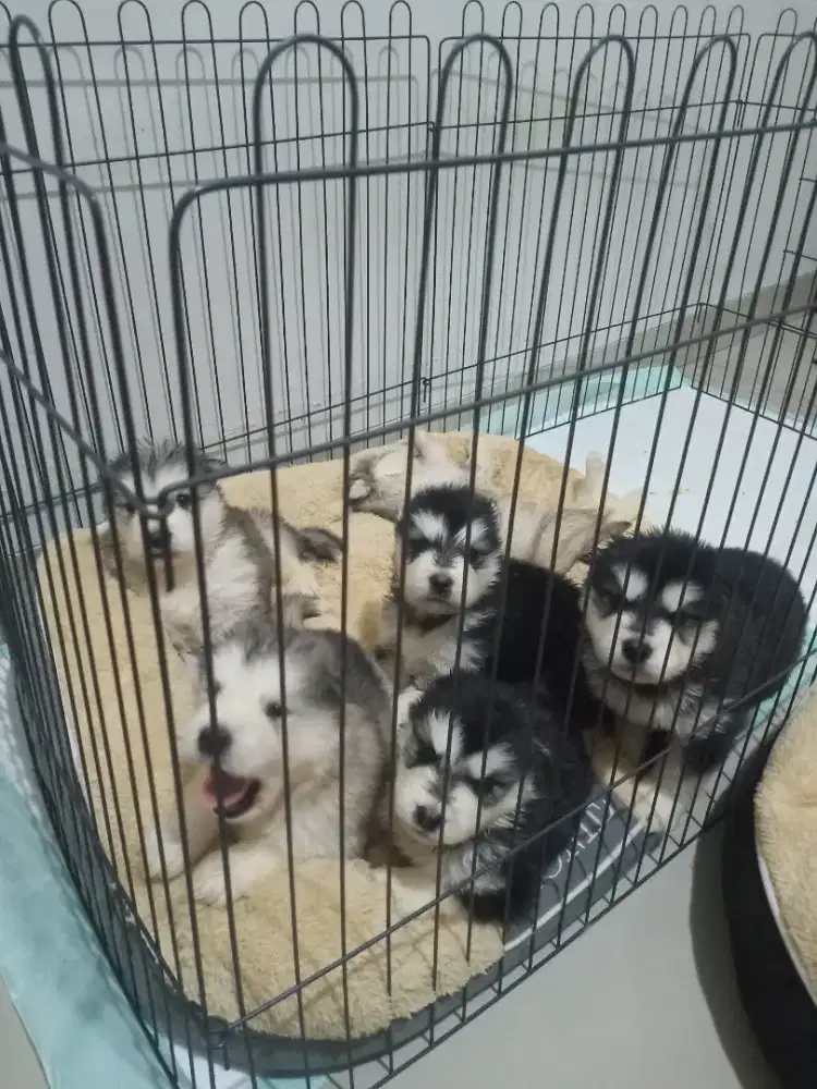 Alaskan malamute