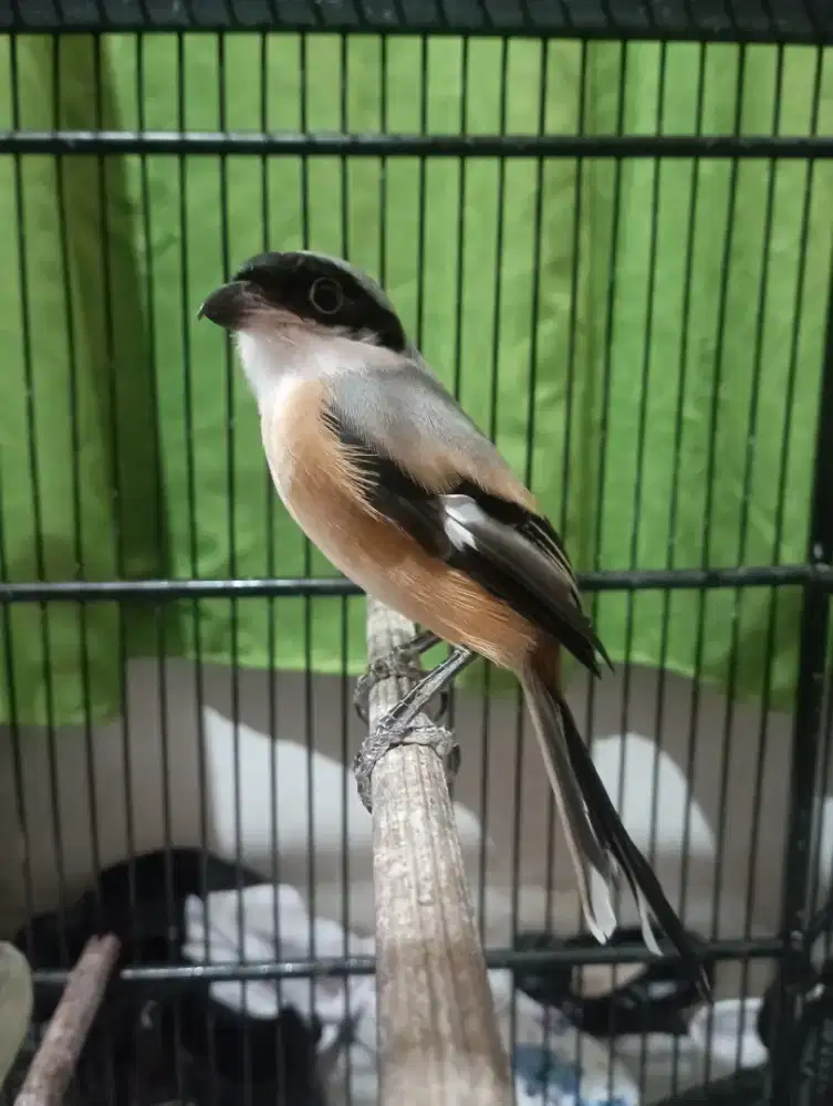 Burung pentet cendet pastol jinak rajin bunyi
