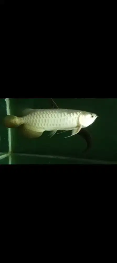 Arwana golden red ukuran 35 40 cm