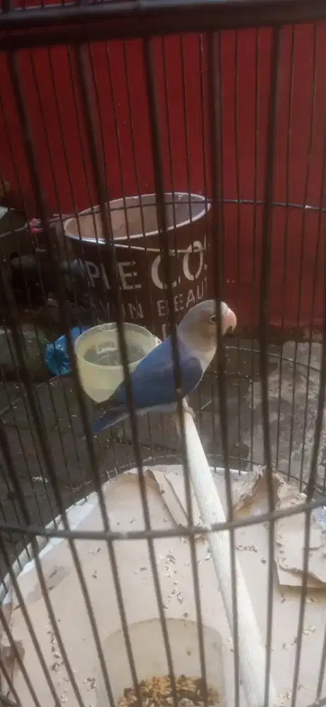 Burung lovebird jantan