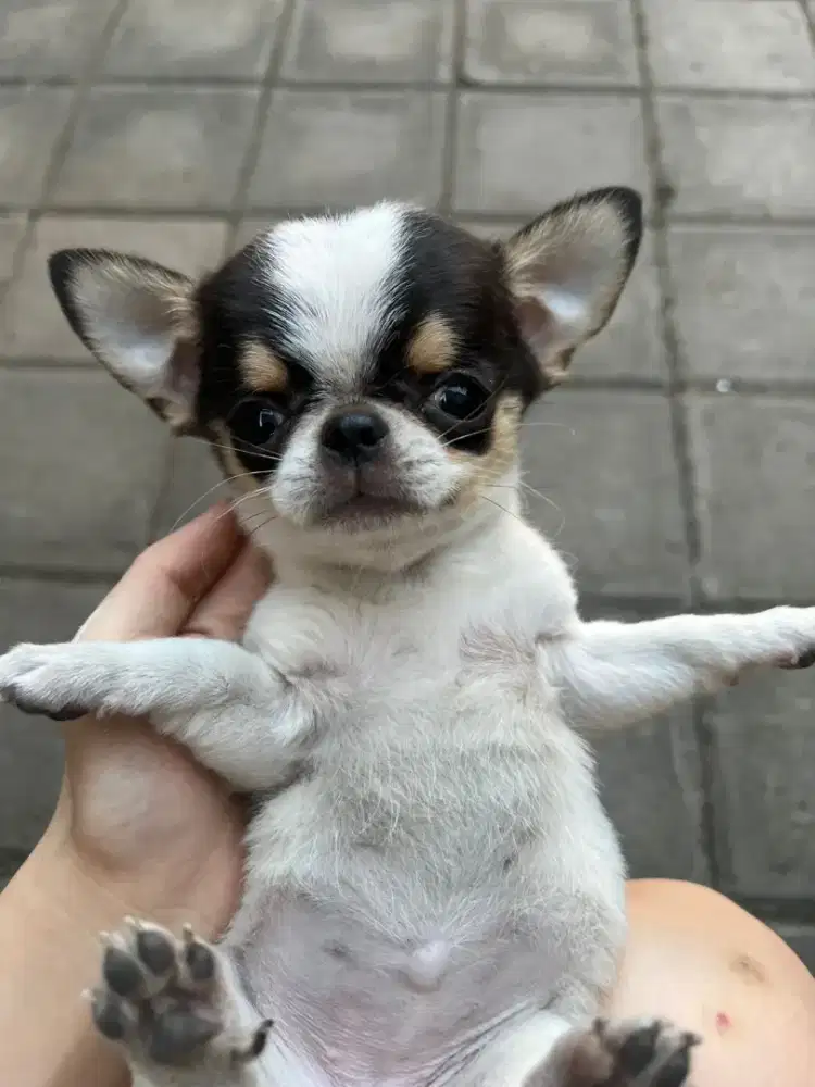 Puppy Chihuahua Pure