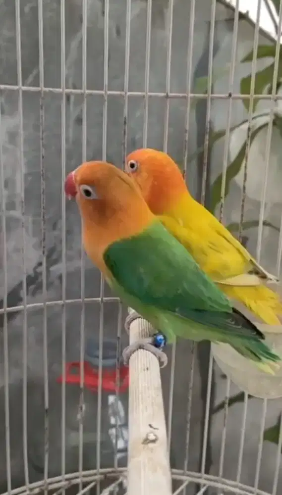 Lovebird love bird Biola