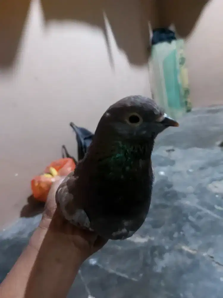 Merpati betina culik