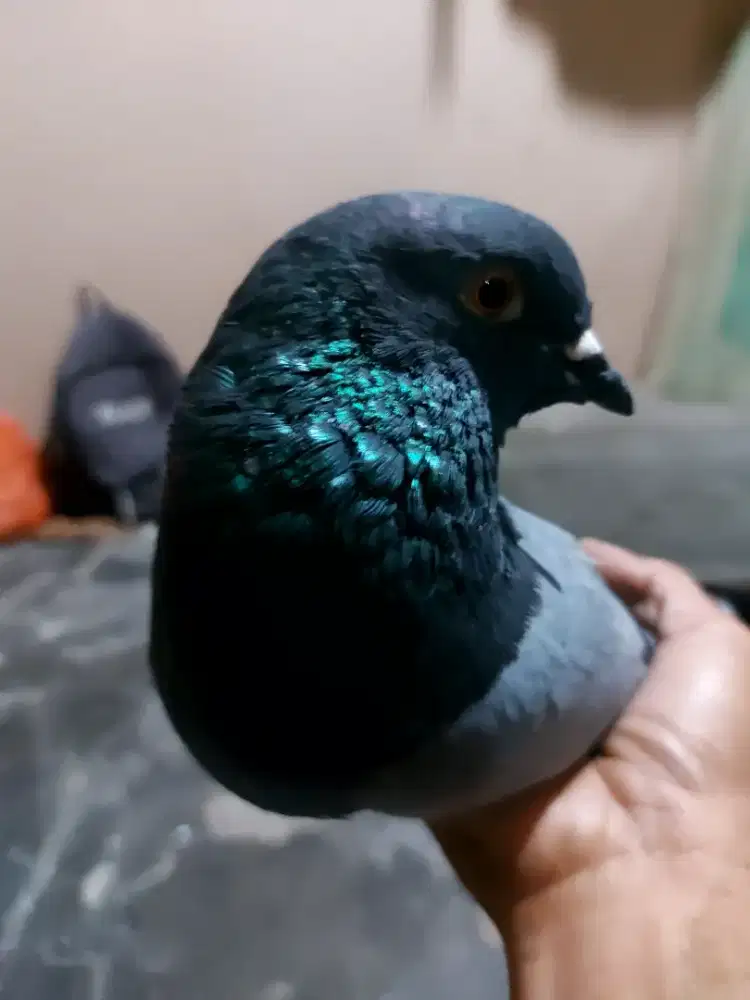Merpati jantan Lane Ak mtl