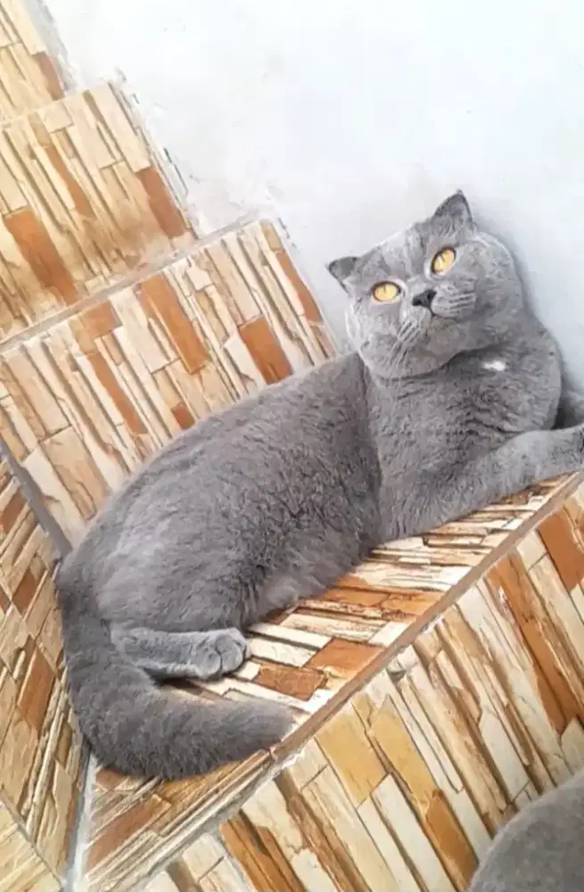 Jasa kawin scottish fold