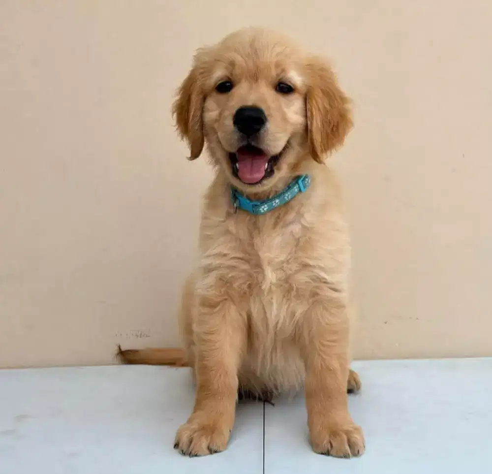 JUAL ANJING GOLDEN RETRIEVER