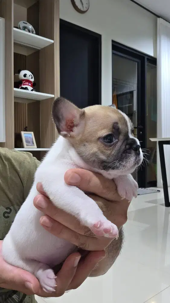 Anakan French Bulldog