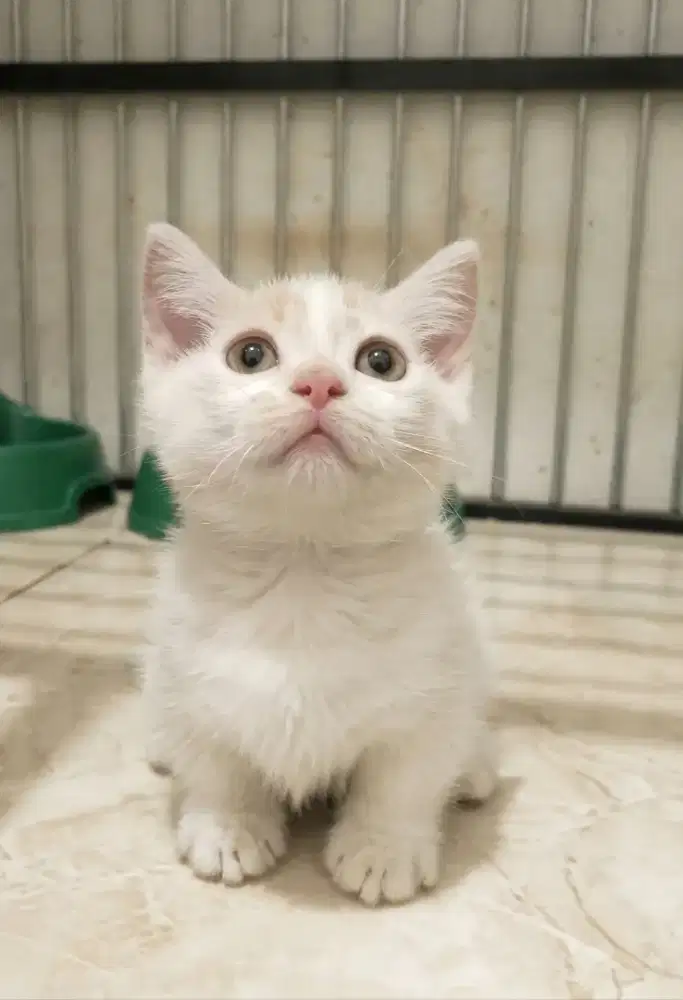 Munchkin Bsh Jantan