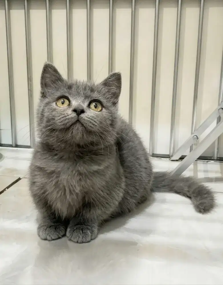Munchkin bsh Betina