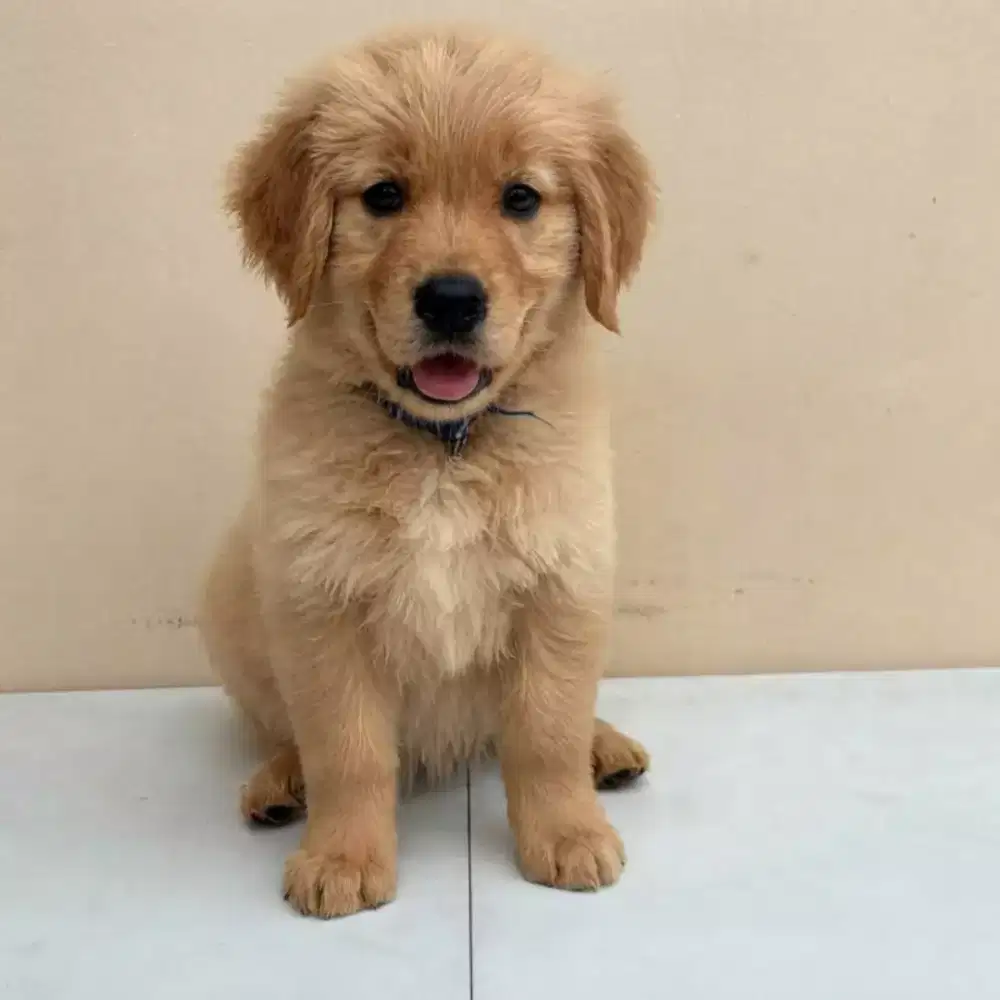 JUAl ANJING GOLDEN RETRIEVER