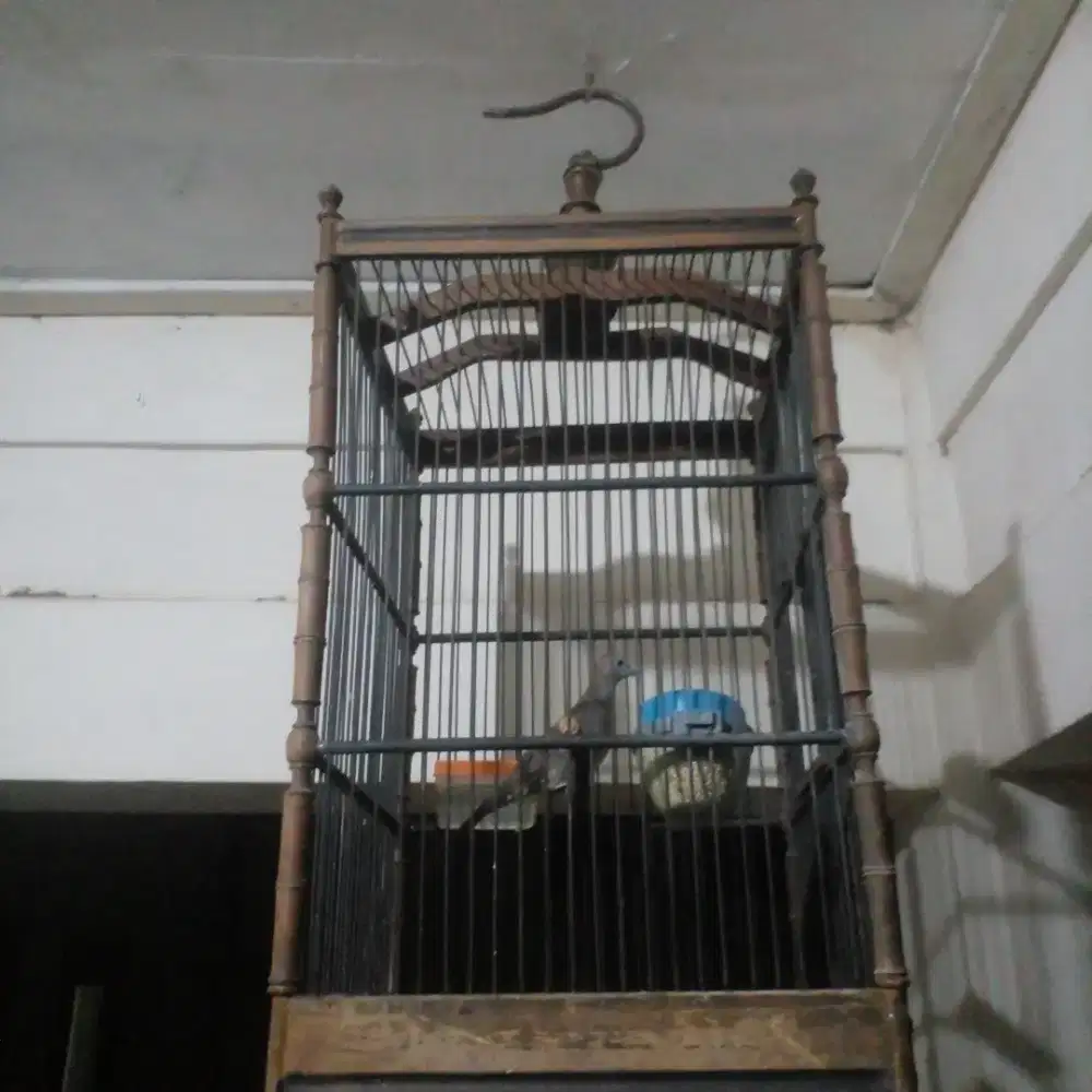 Perkutut katuranggan sriwiti.