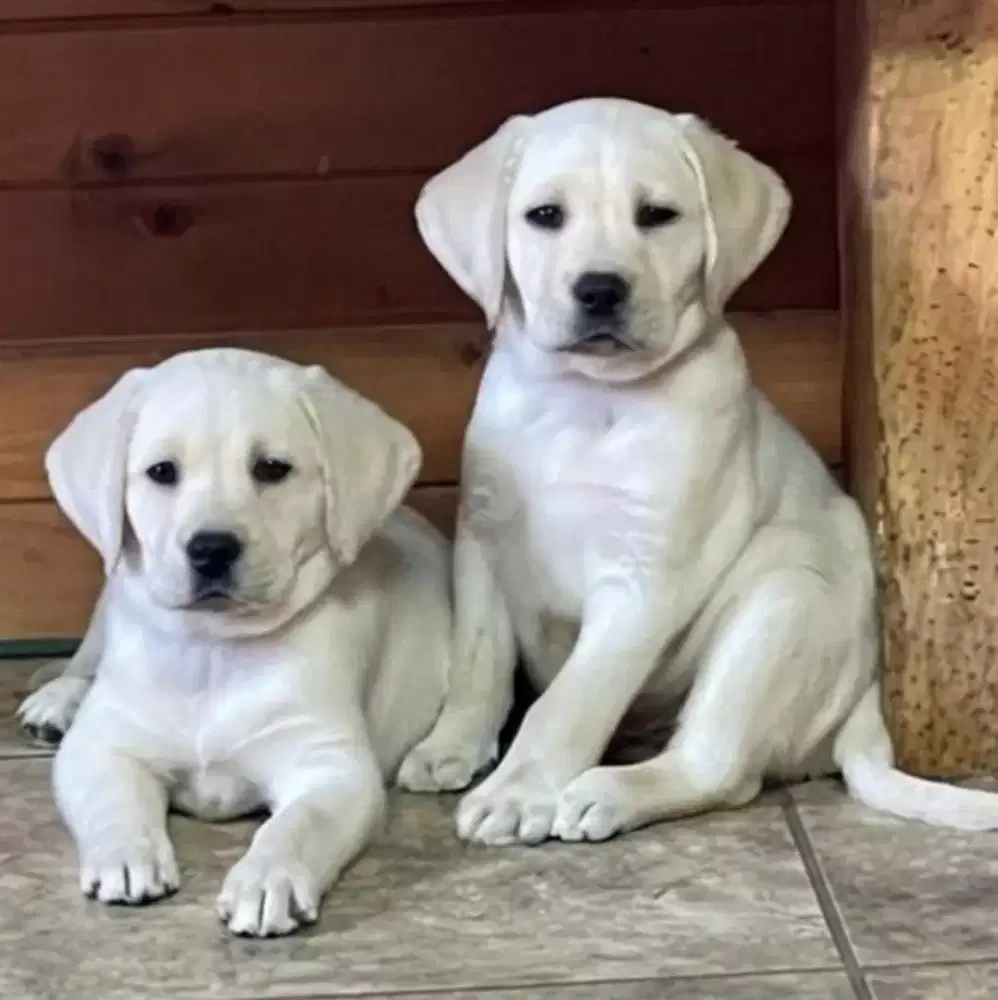 JUAL ANJING LABRADOR RETRIEVER
