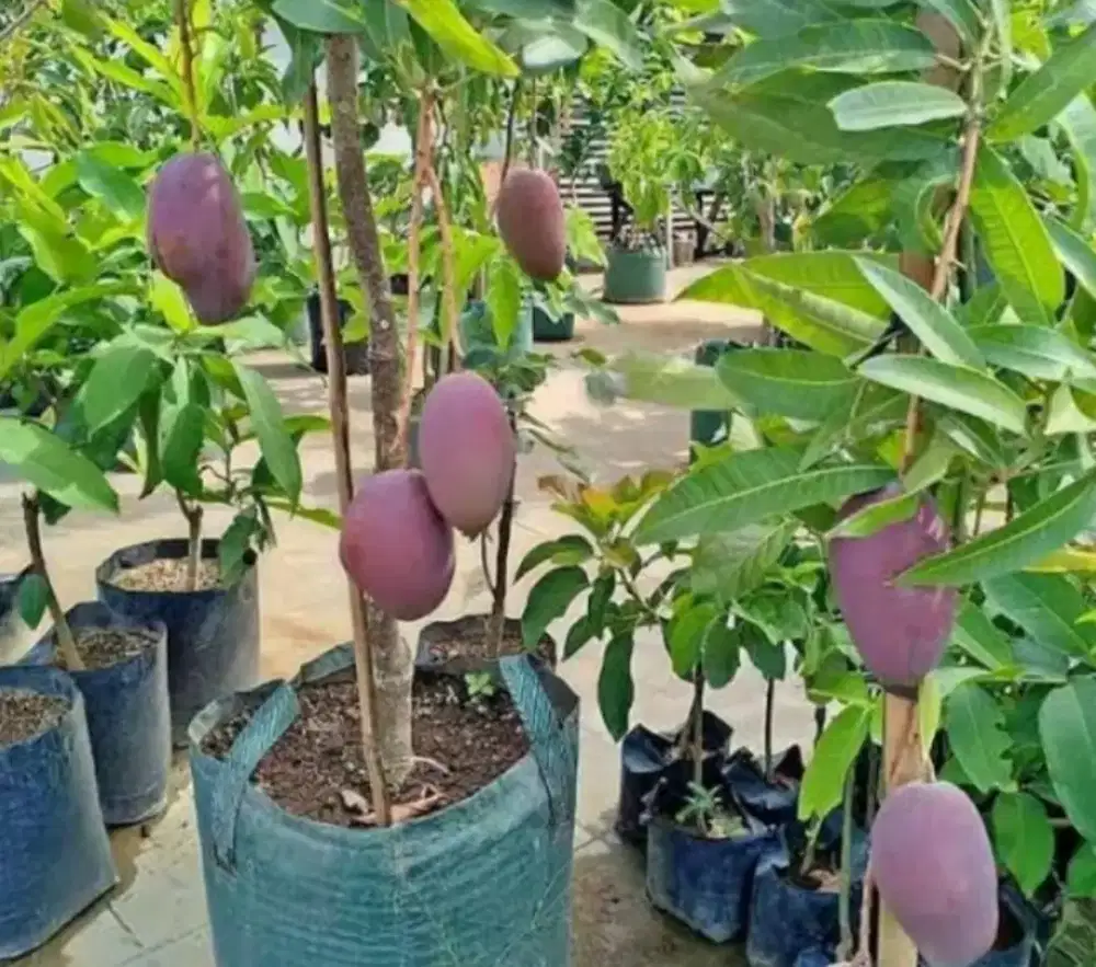 Pohon Mangga Ungu/Irwin