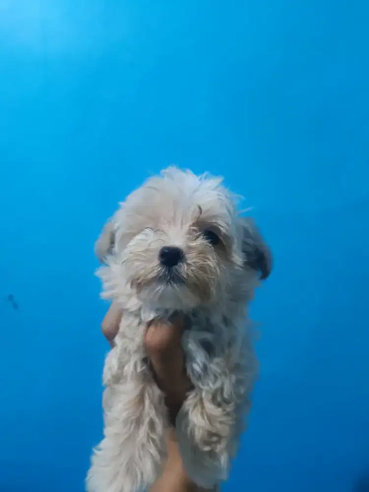 anak anjing jenis Maltipo