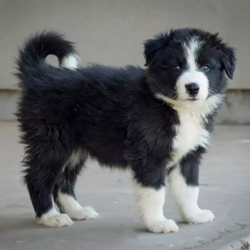 JUAl ANJING BORDER COLLIE