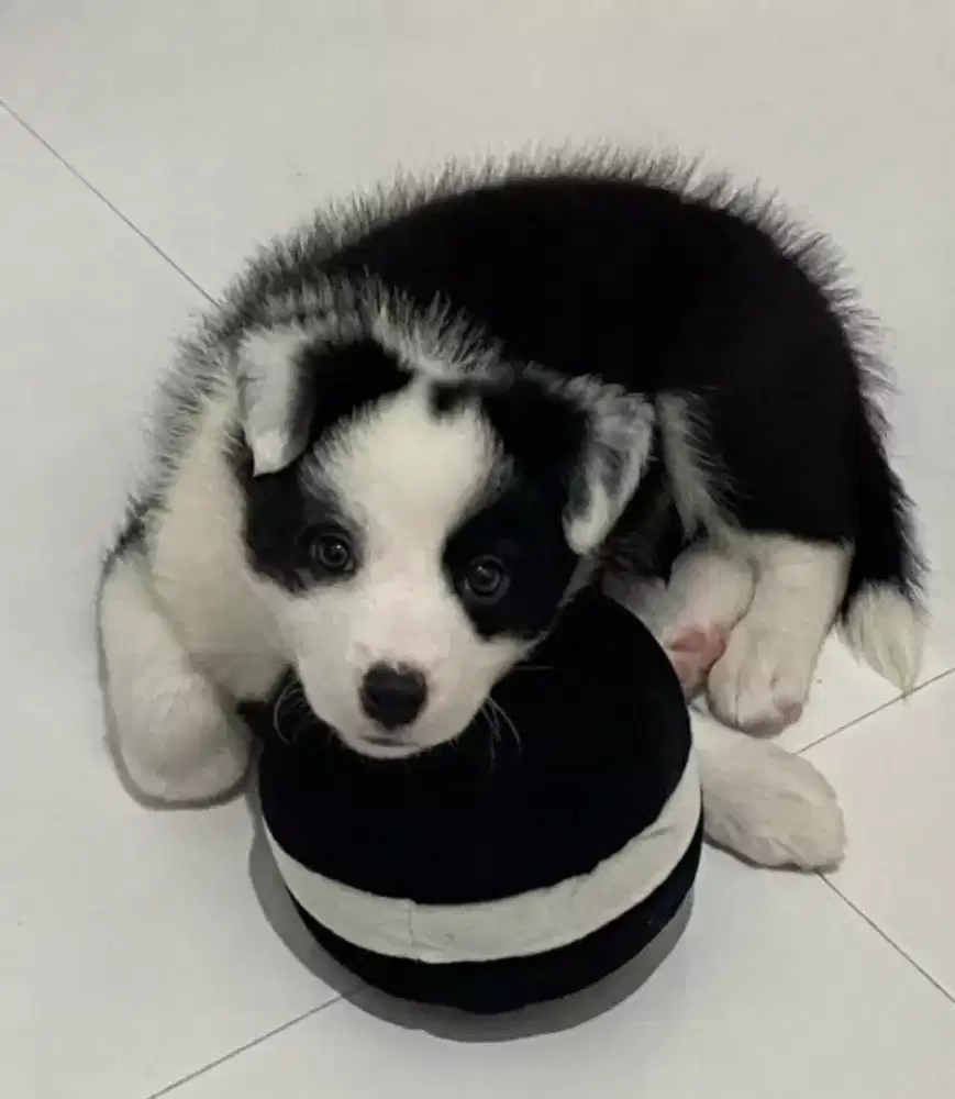 JUAL ANJING BORDER COLLIE