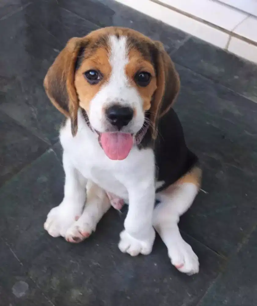 JUAL ANJING BEAGLE