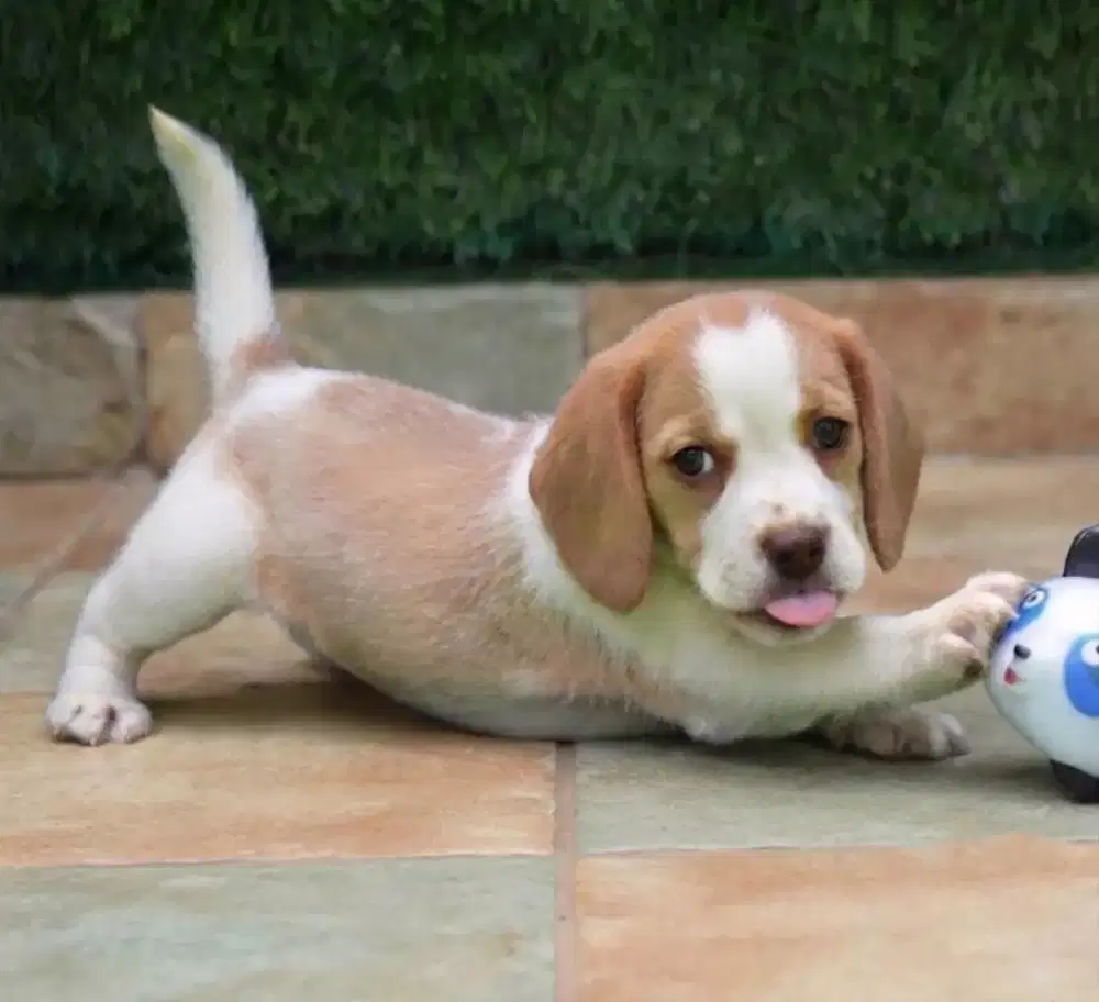 JUAL ANJING BEAGLE