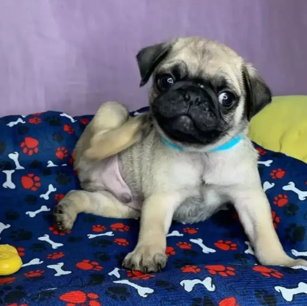 JUAL ANJING PUG