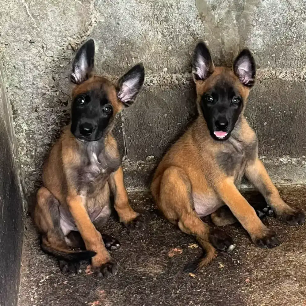 JUAL ANJING BELGIAN MALINOIS