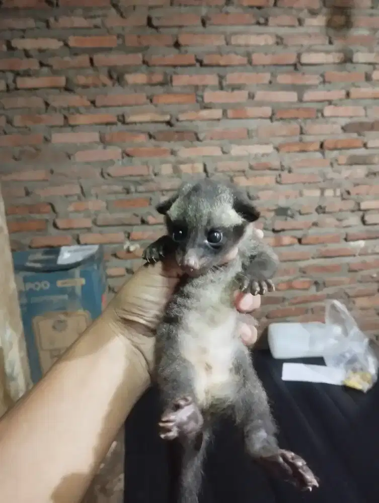 anakan musang pandan