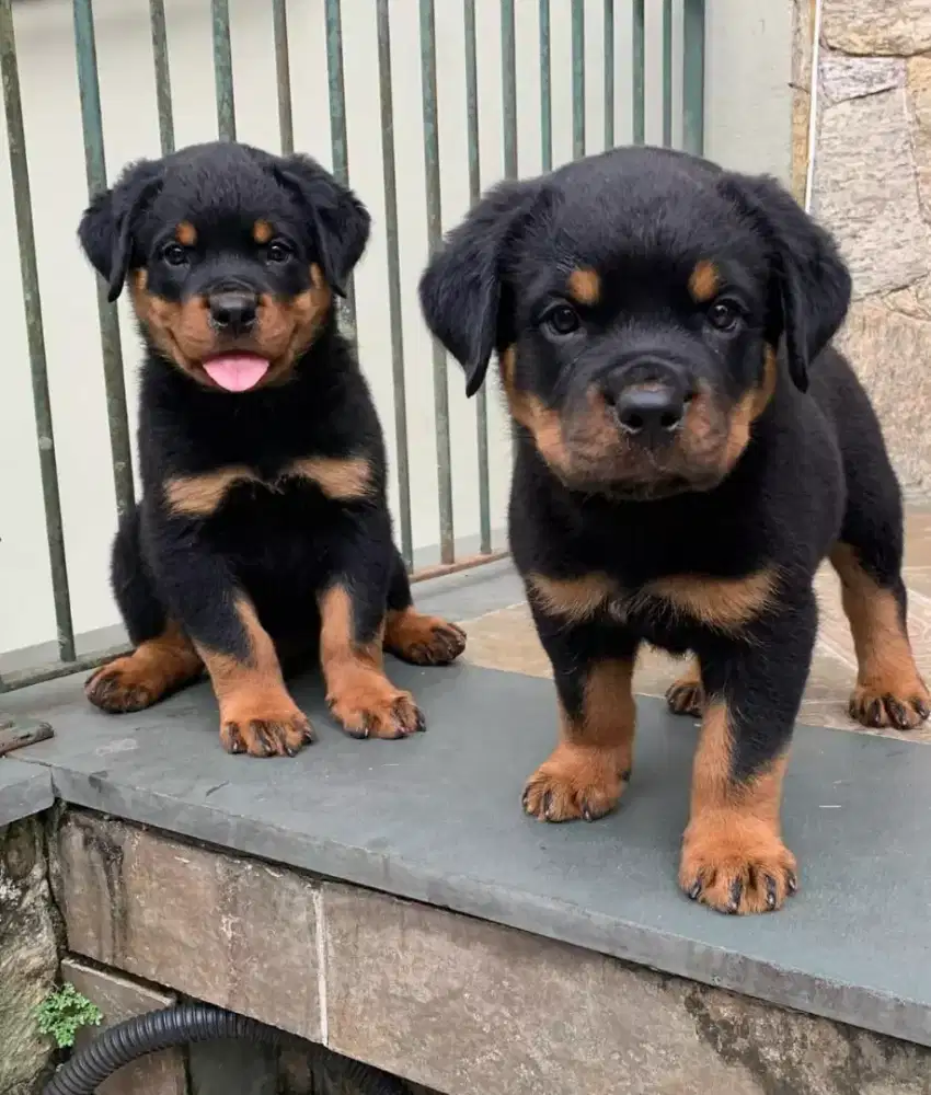 JUAL ANJING ROTTWEILER