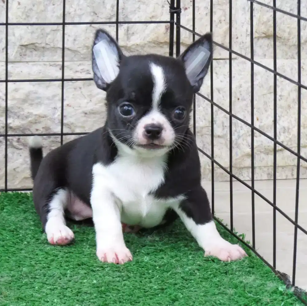 JUAL ANJING CHIHUAHUA