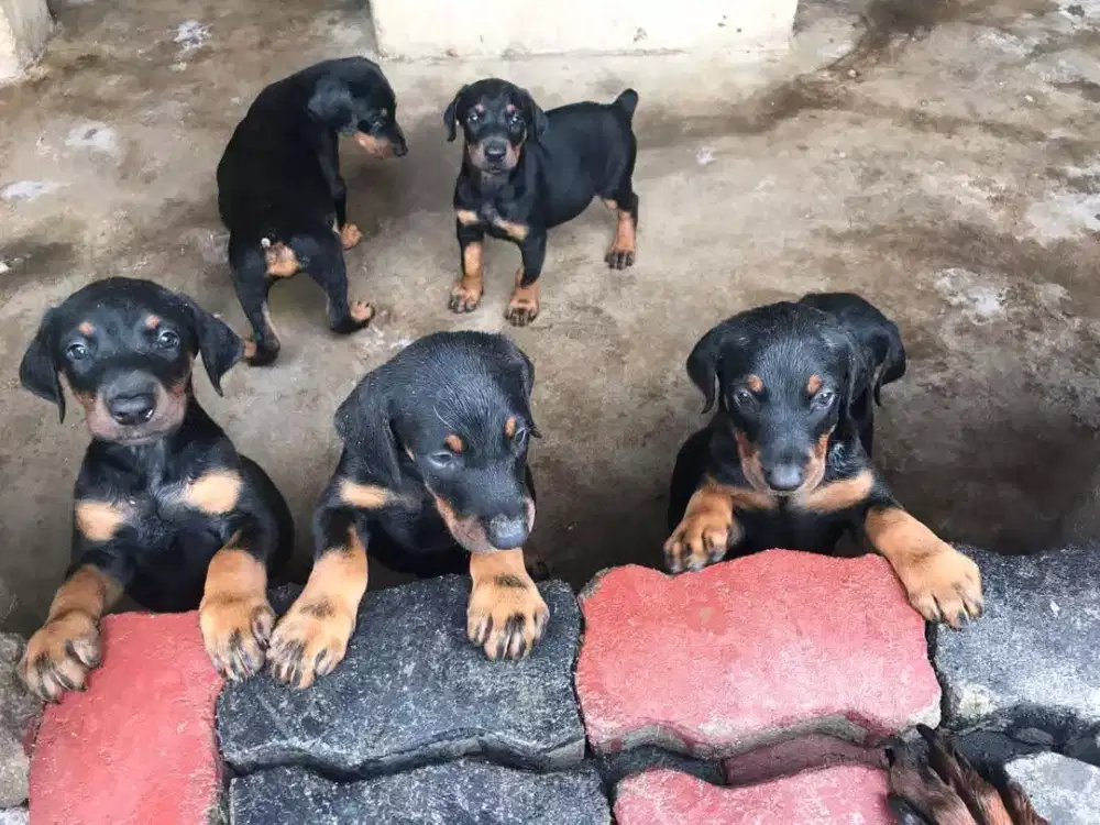 JUAL ANJING DOBERMAN