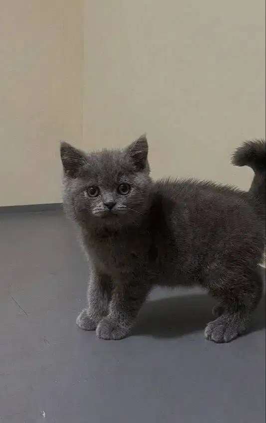 Kucing kitten British shorthair bluesolid Male Pure Super premium
