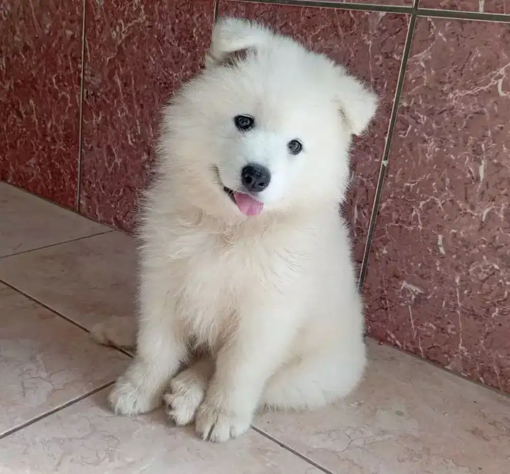 JUAL ANJING SAMOYED