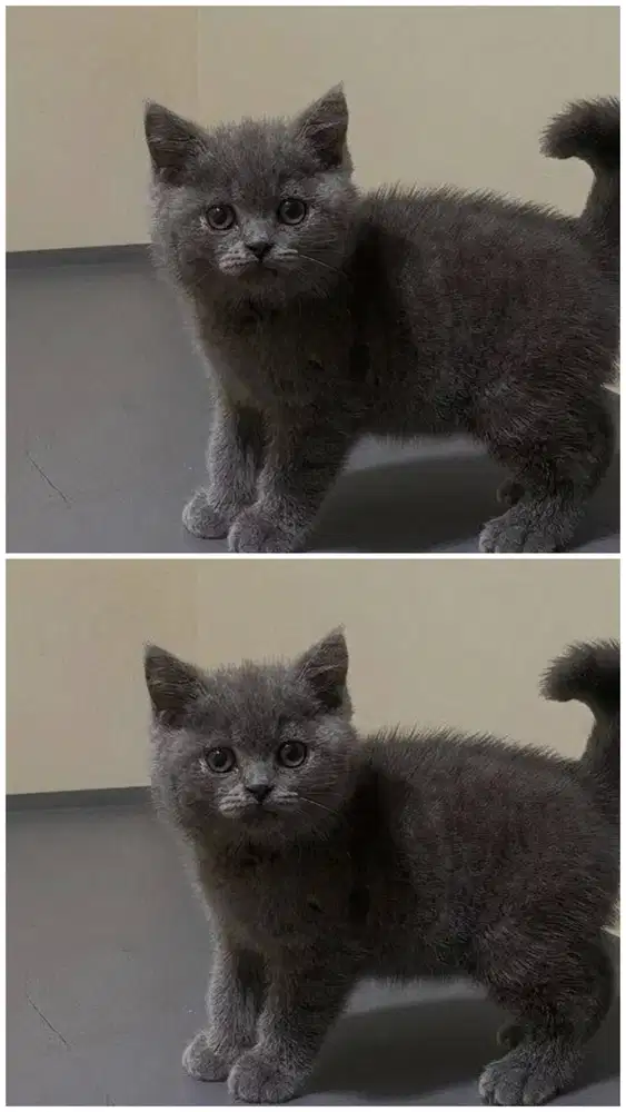 Kucing British shorthair Pure Jantann