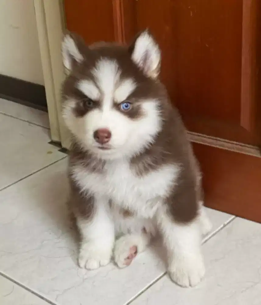 JUAL ANJING SIBERIAN HUSKY