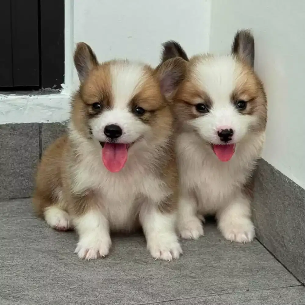 JUAL ANJING WELS CORGI
