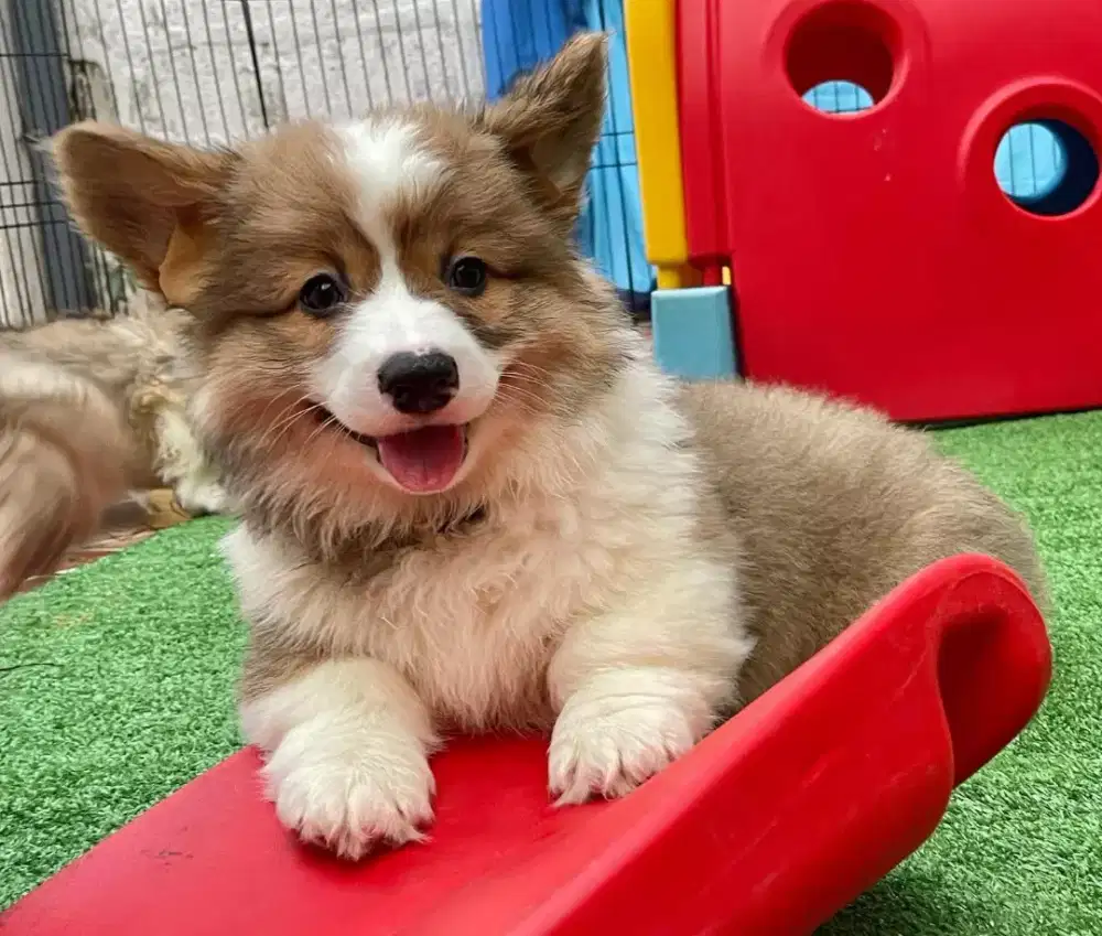 JUAL ANJING WELSH CORGI