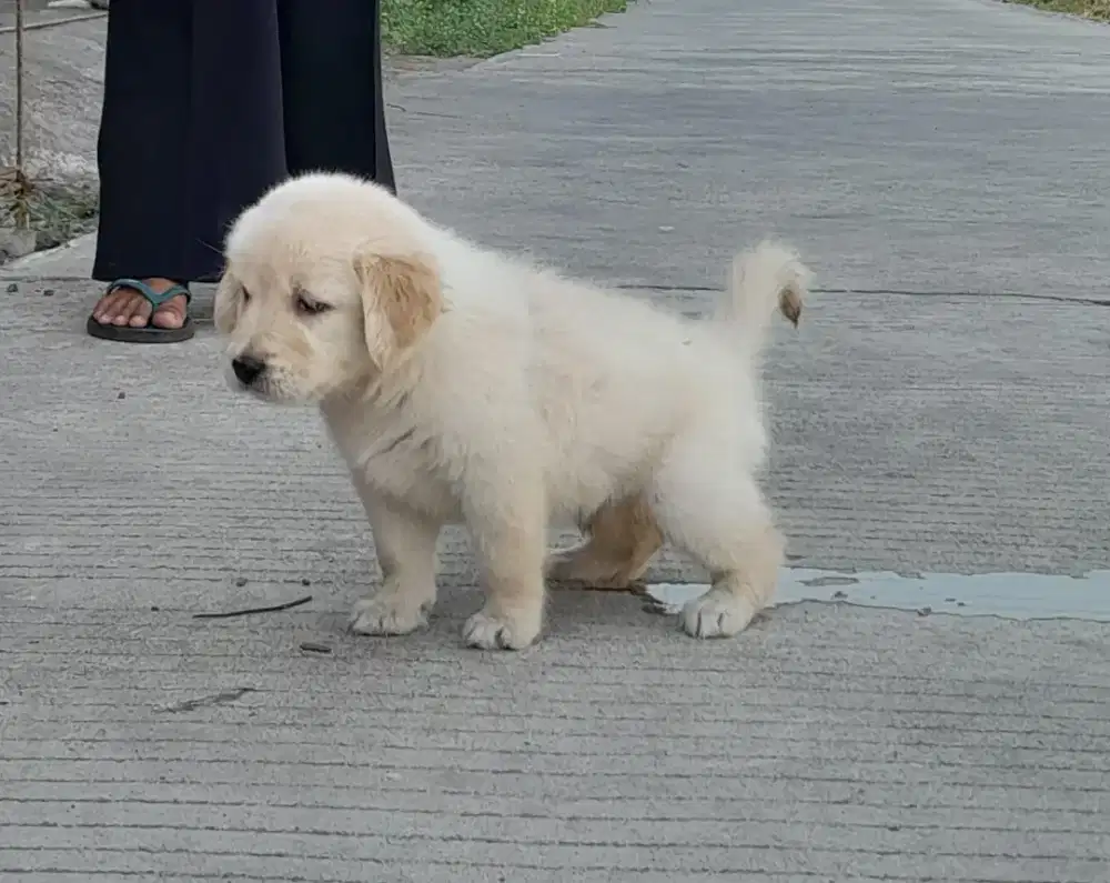 Golden Retriever Betina Non Stamboom