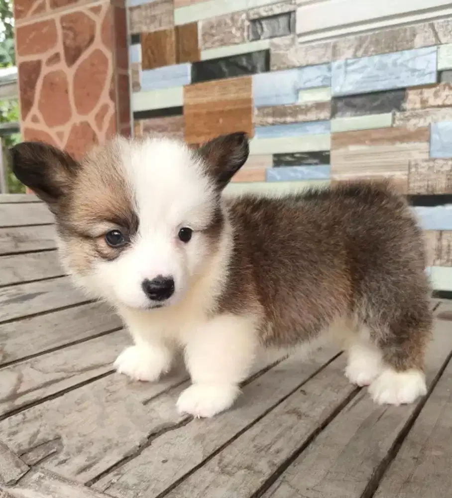JUAL ANJING WELSH CORGI