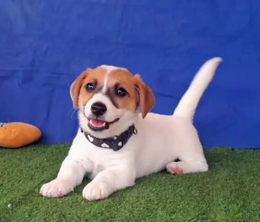 JUAL ANJING JACK RUSSEL