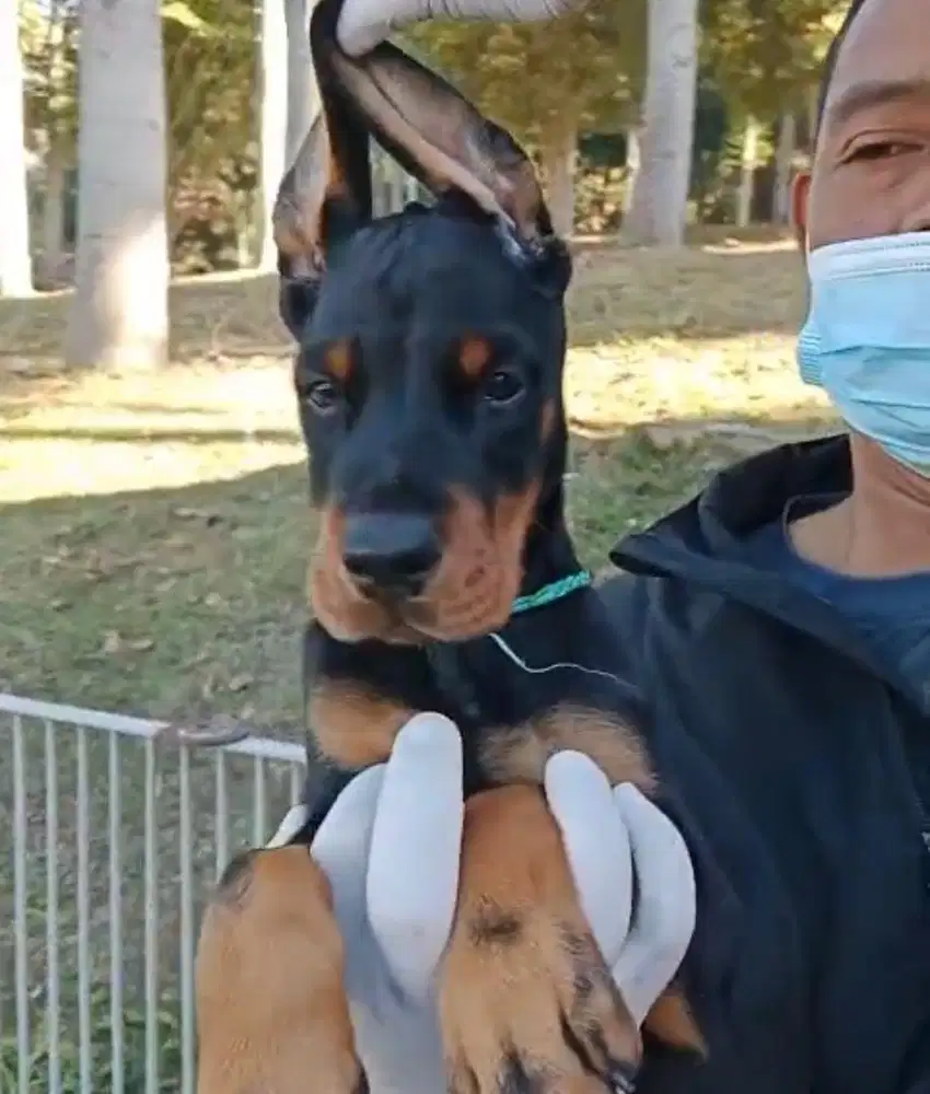Anjing / puppies doberman anak import