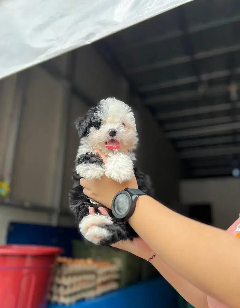Anjing / puppies toy poodle cute