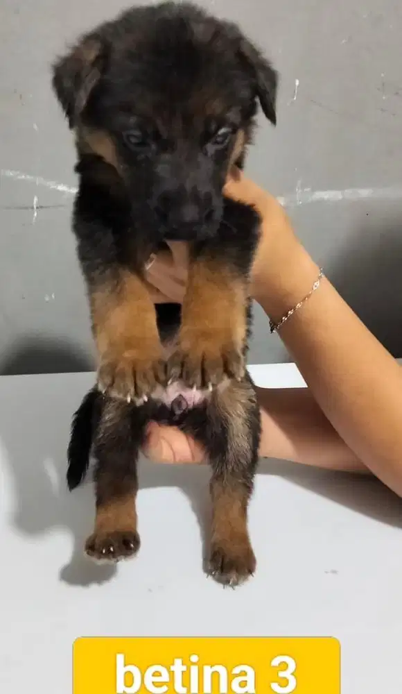 Puppies / anjing herder murmer