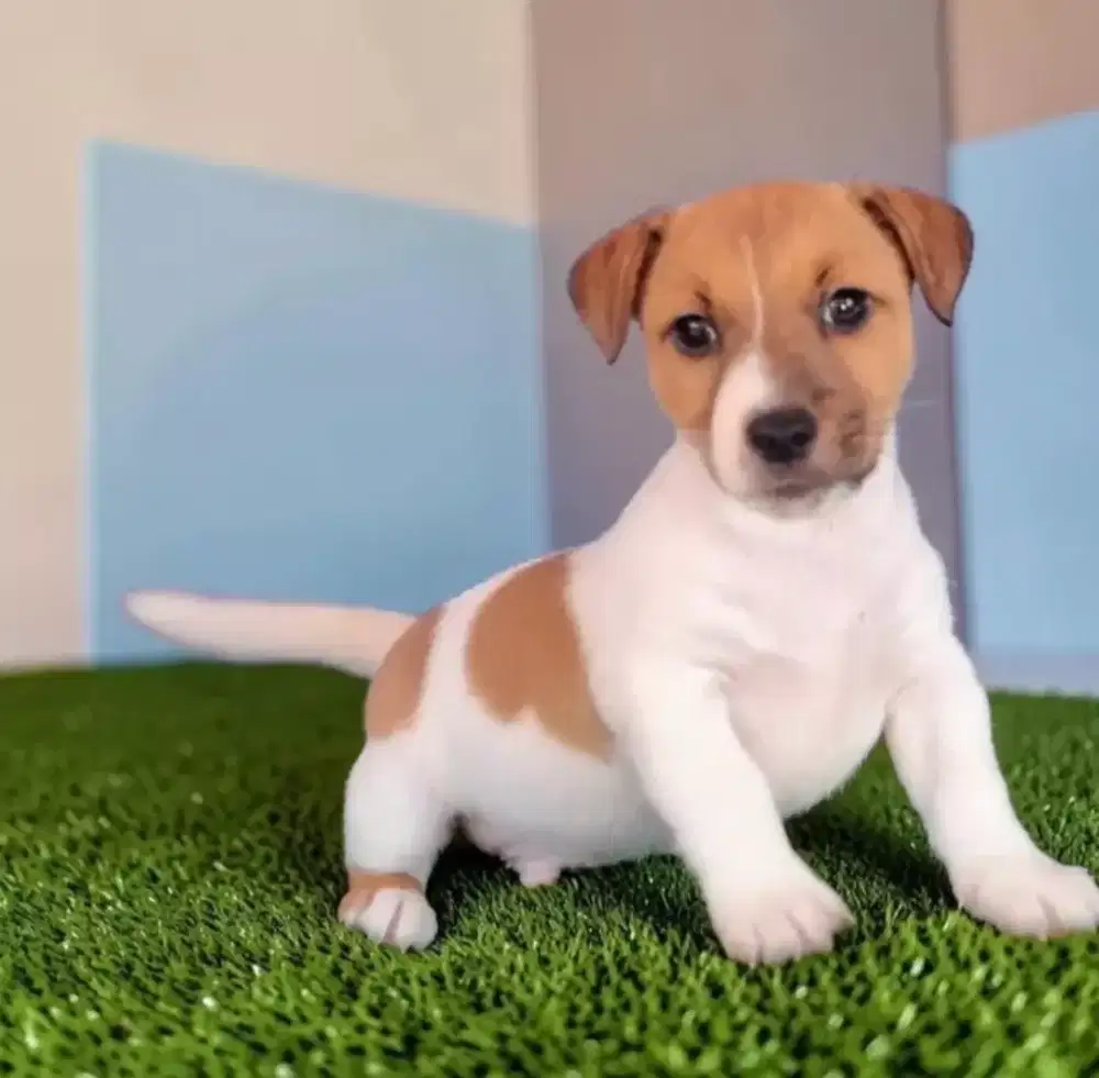 JUAL ANJING JACK RUSSEL