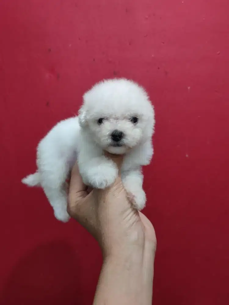 Anjing / puppies bichon frise betina mini cute